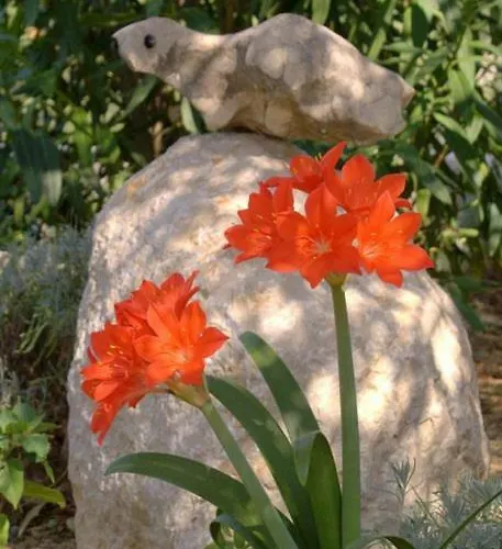 Zorka