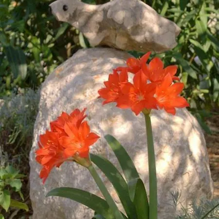 Zorka